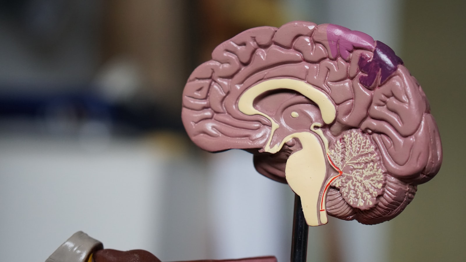 Spermidină și quercetină – autofagie, senescență și studii umane V1 Health